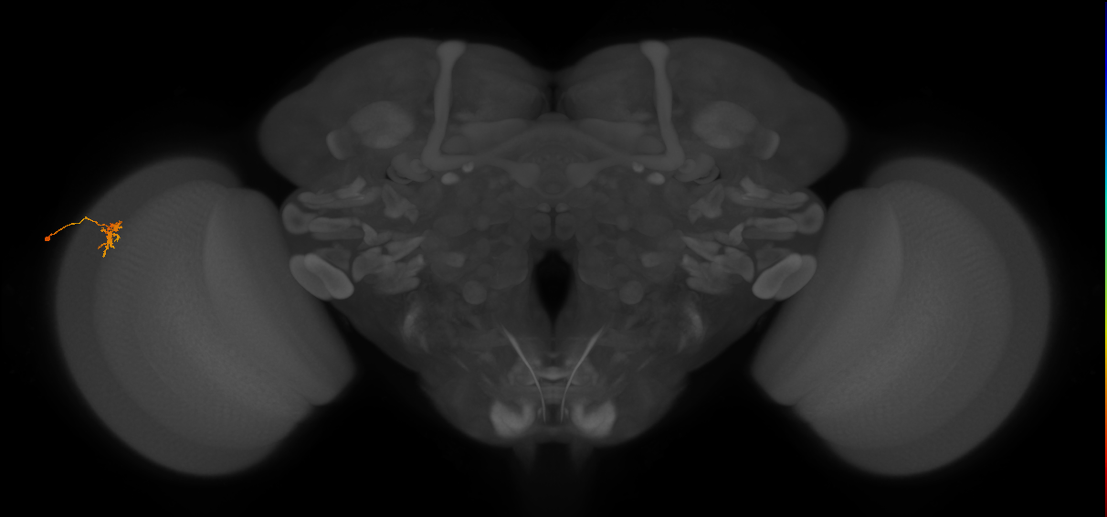 Dm8a_L (MaleCNS:167620)