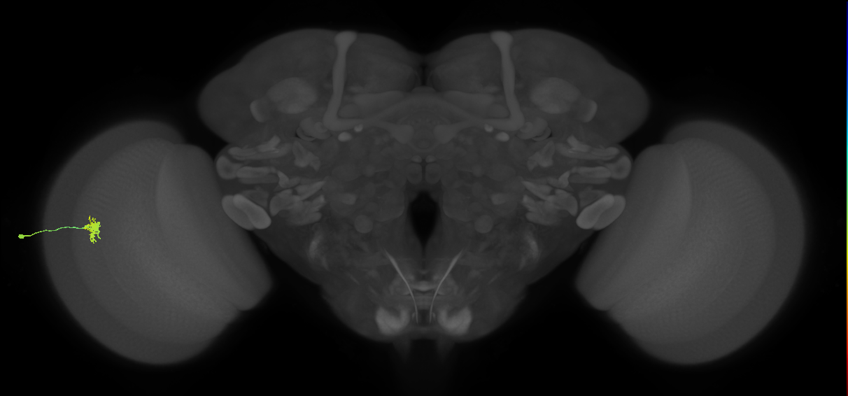 Dm8a_L (MaleCNS:138454)