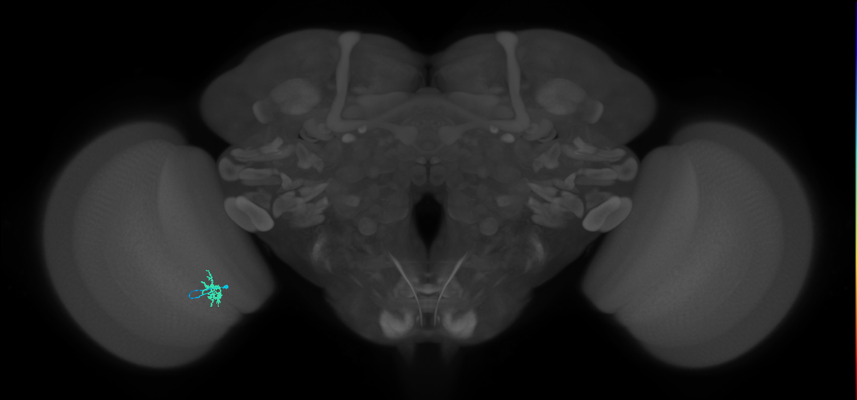 Dm8a_L (MaleCNS:124270)