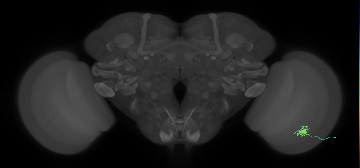 Dm8a_R (MaleCNS:67961)