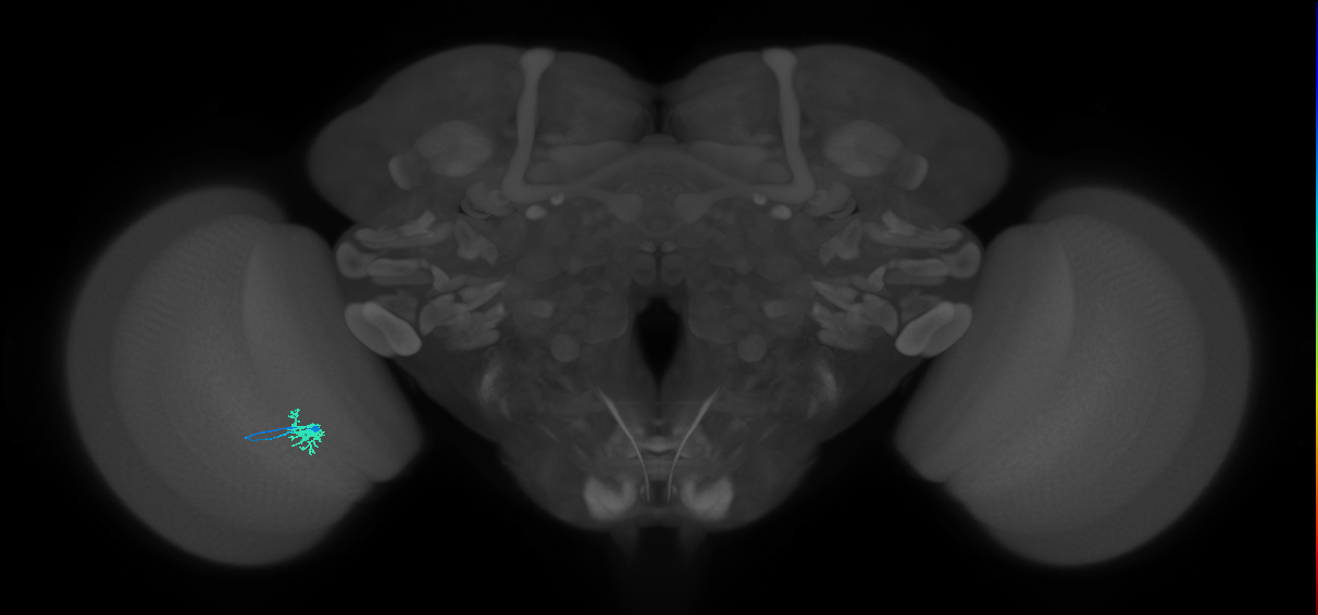 Dm8a_L (MaleCNS:118450)