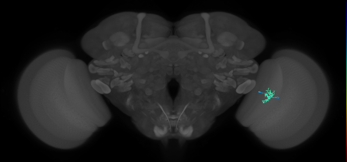 Dm8a_R (MaleCNS:79603)