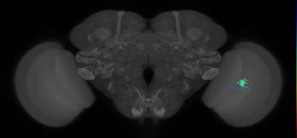 Dm8a_R (MaleCNS:87940)