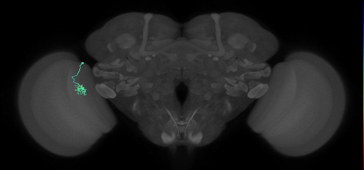 Dm8a_L (MaleCNS:550309)