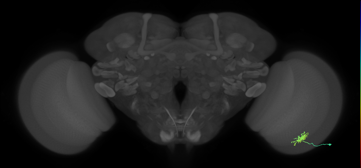 Dm8a_R (MaleCNS:60816)