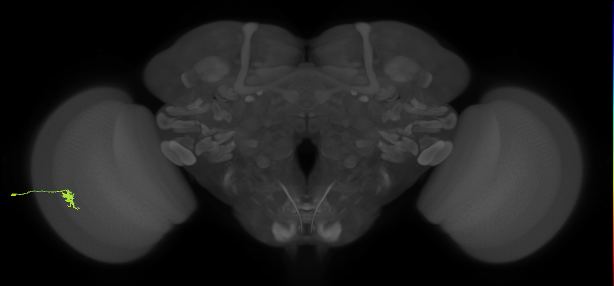 Dm8a_L (MaleCNS:41666)