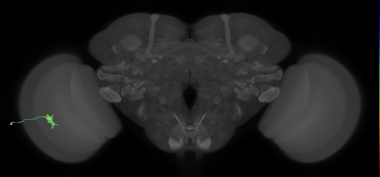 Dm8a_L (MaleCNS:72972)