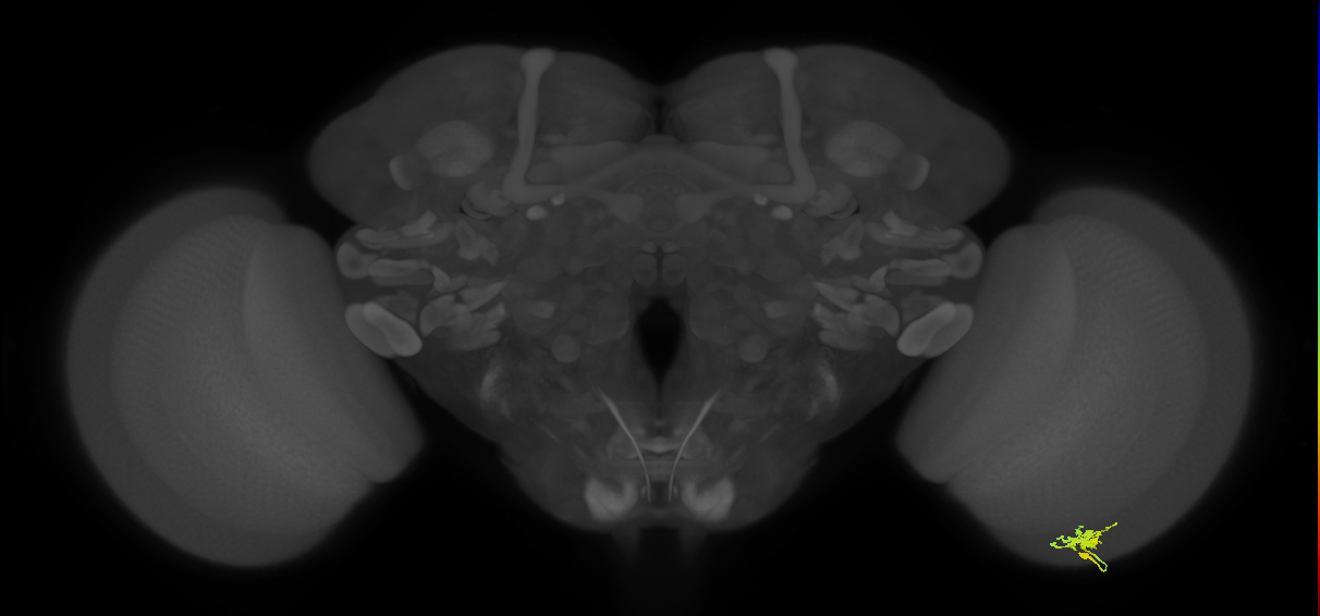 Dm8a_R (MaleCNS:84480)