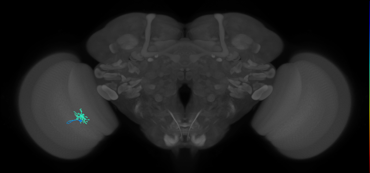 Dm8a_L (MaleCNS:87934)