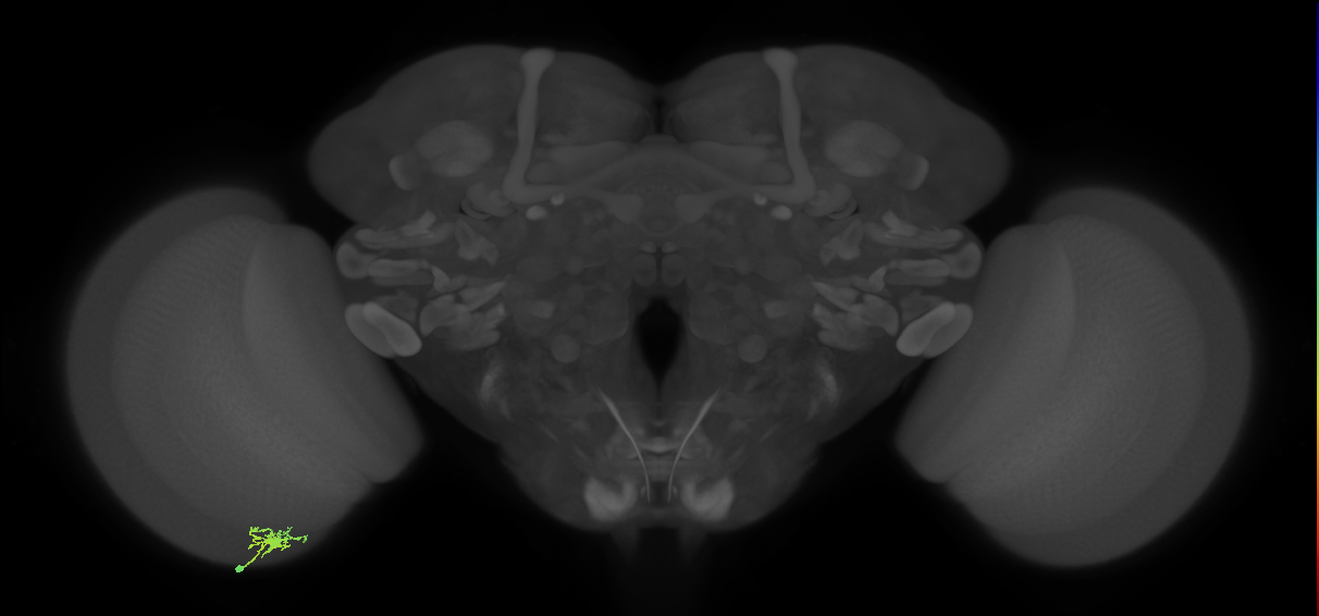 Dm8a_L (MaleCNS:85303)