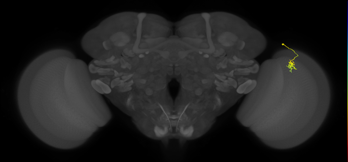 Dm8a_R (MaleCNS:97403)