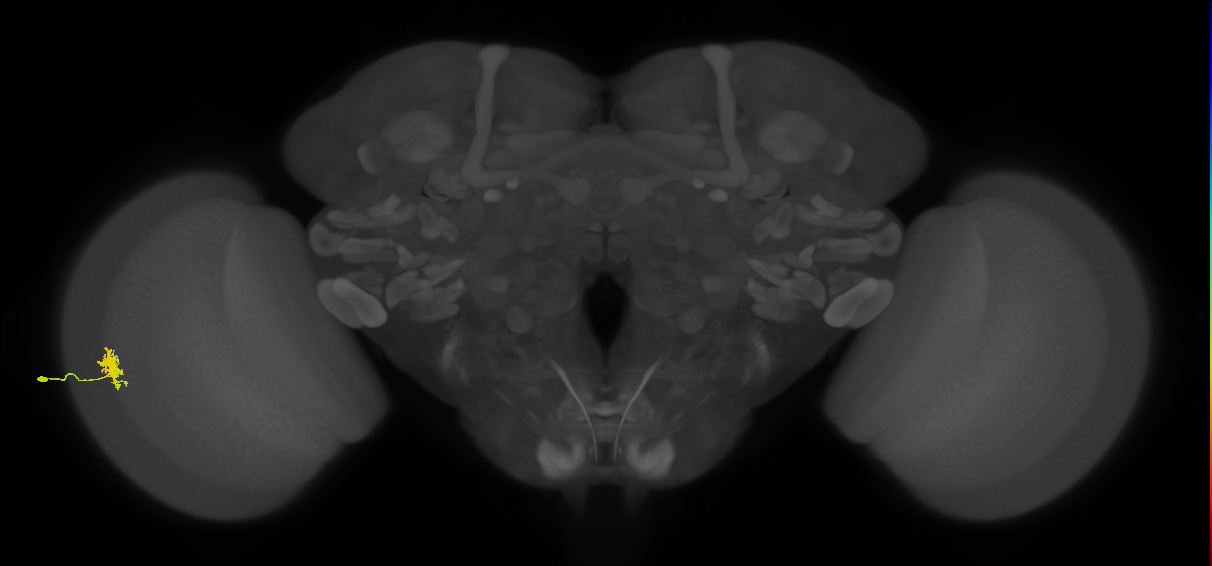 Dm8a_L (MaleCNS:63598)