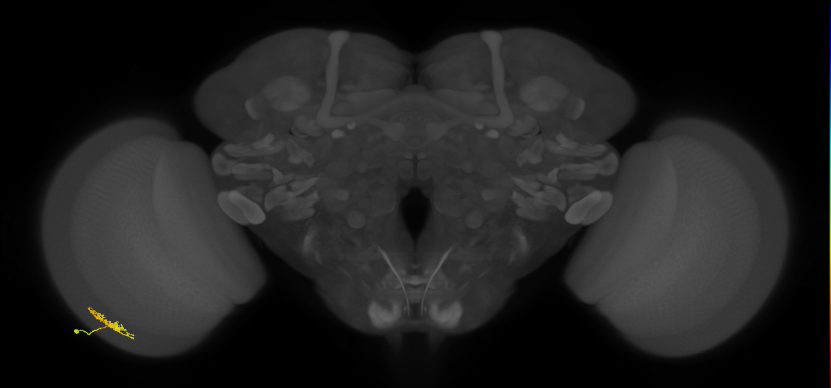 Dm8a_L (MaleCNS:543908)