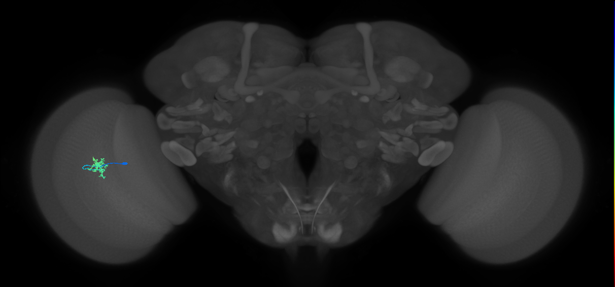 Dm8a_L (MaleCNS:159931)