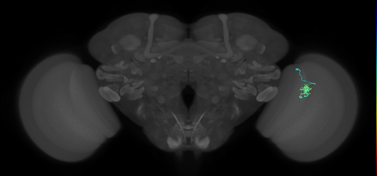Dm8a_R (MaleCNS:90293)