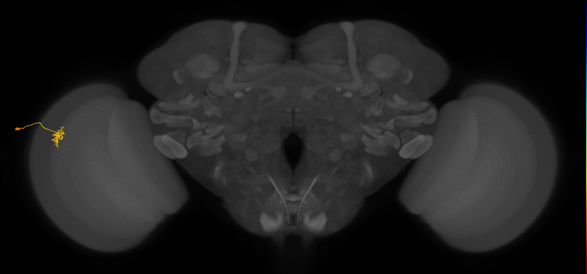 Dm8a_L (MaleCNS:533558)