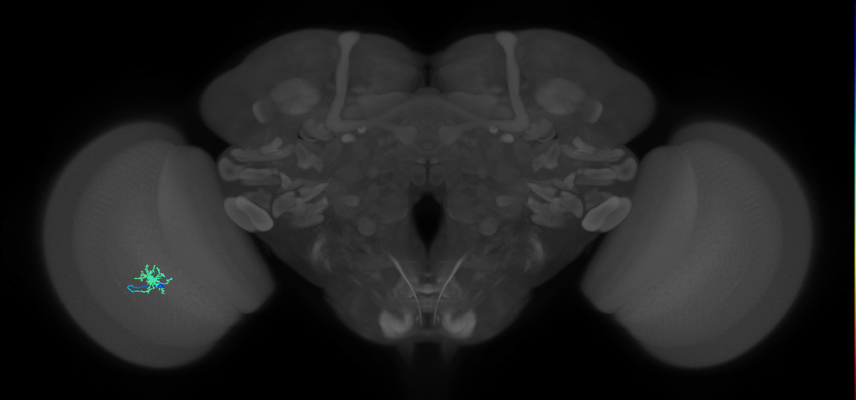 Dm8a_L (MaleCNS:79598)