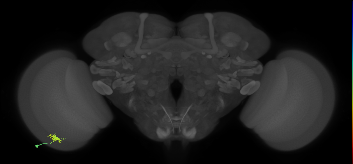 Dm8a_L (MaleCNS:544529)