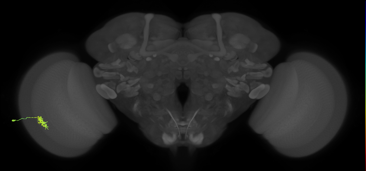 Dm8a_L (MaleCNS:70674)