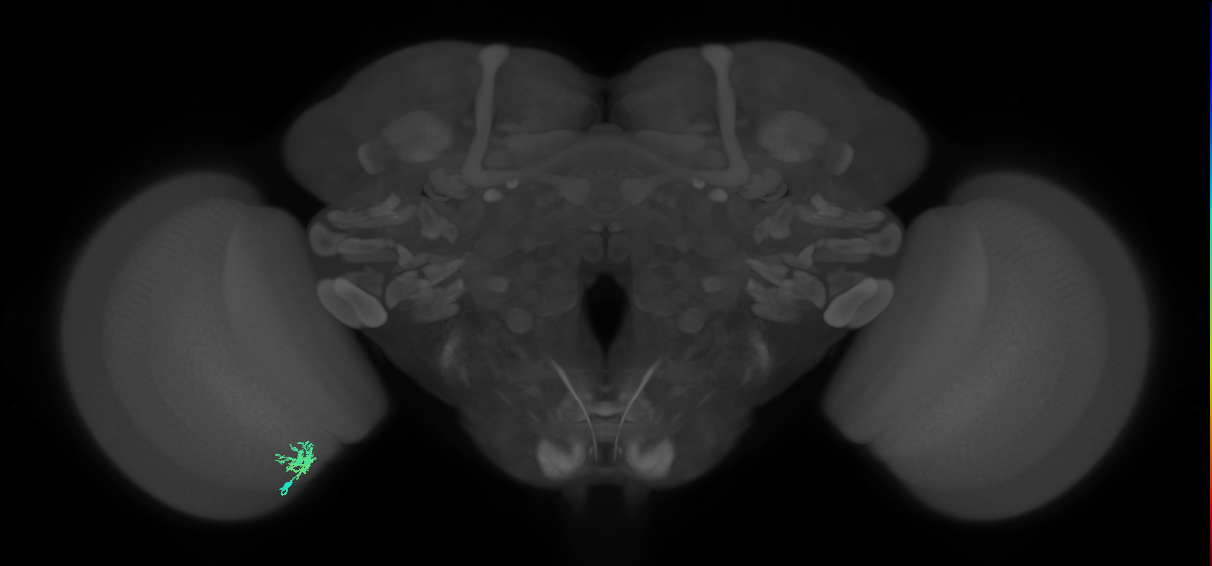 Dm8a_L (MaleCNS:85802)