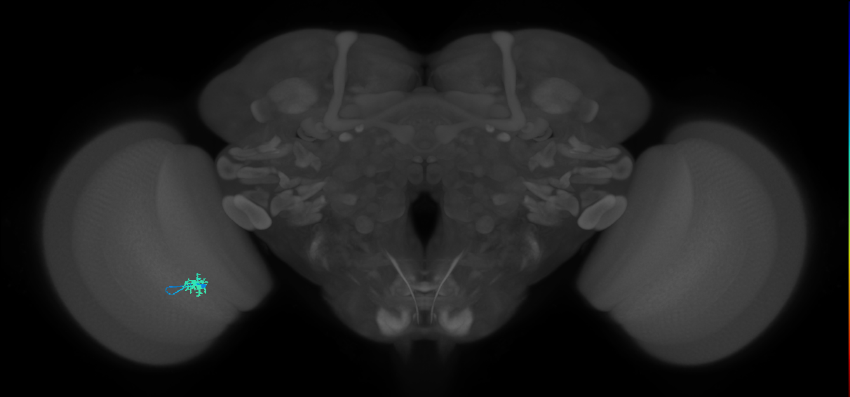 Dm8a_L (MaleCNS:184624)