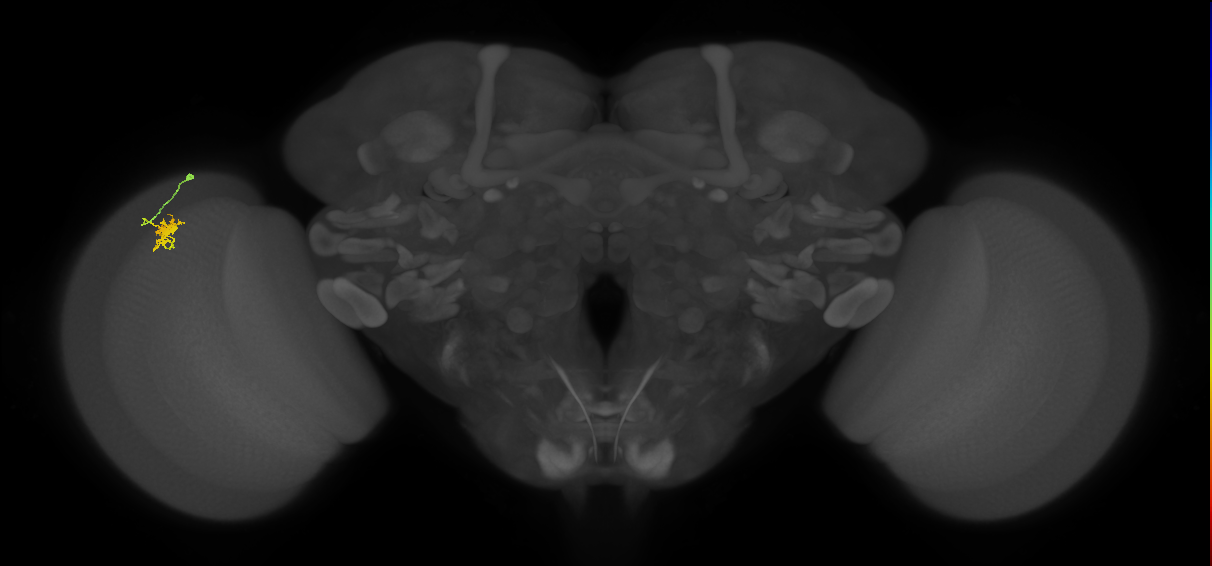Dm8a_L (MaleCNS:85873)