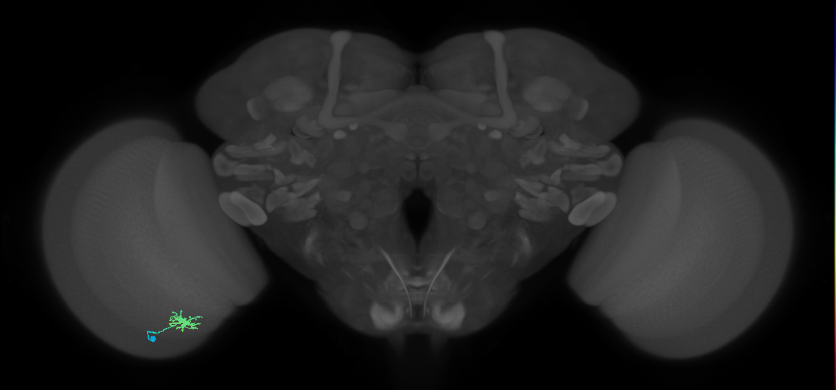 Dm8a_L (MaleCNS:94758)