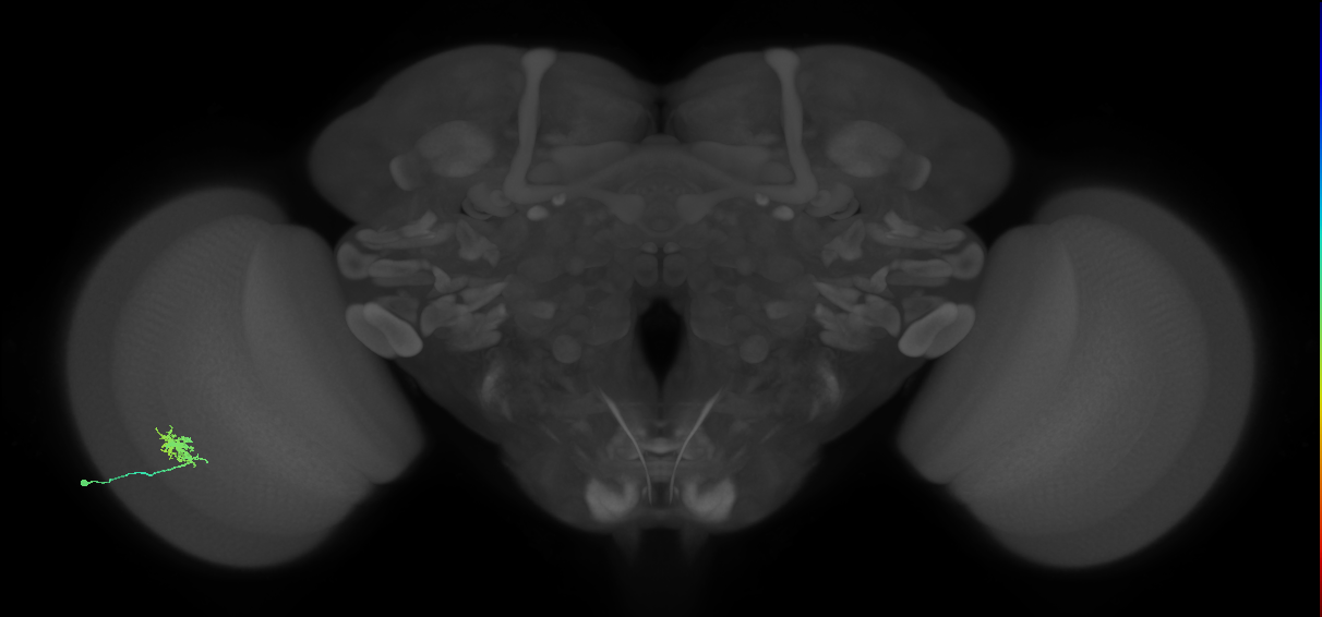 Dm8a_L (MaleCNS:532387)