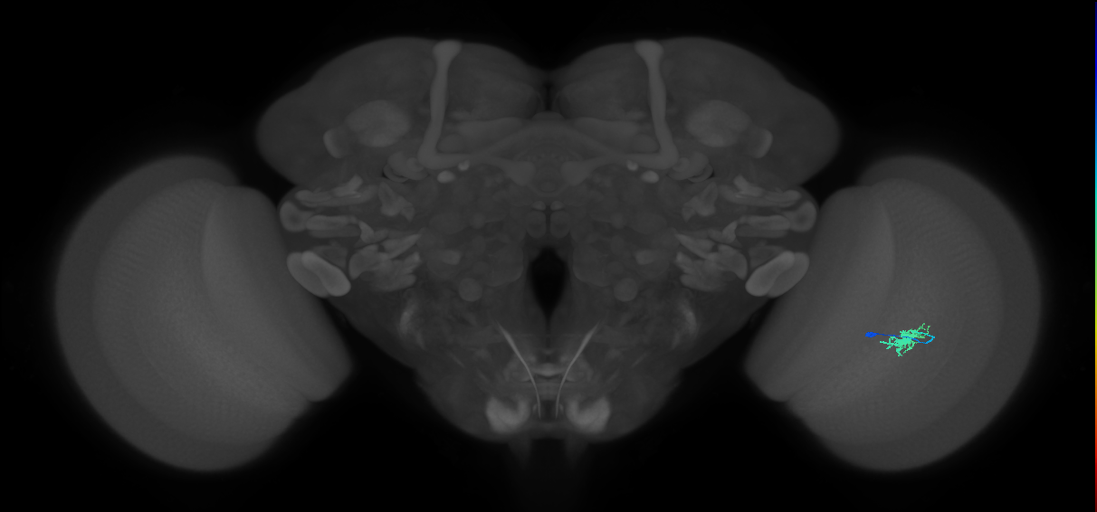 Dm8a_R (MaleCNS:81290)