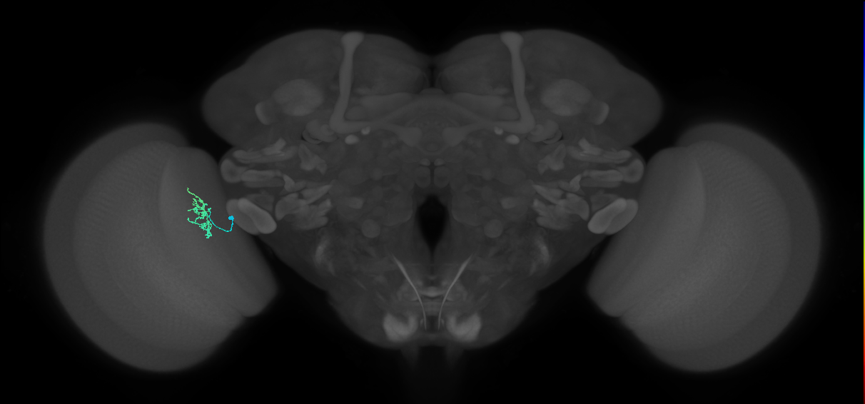 Dm8a_L (MaleCNS:84004)
