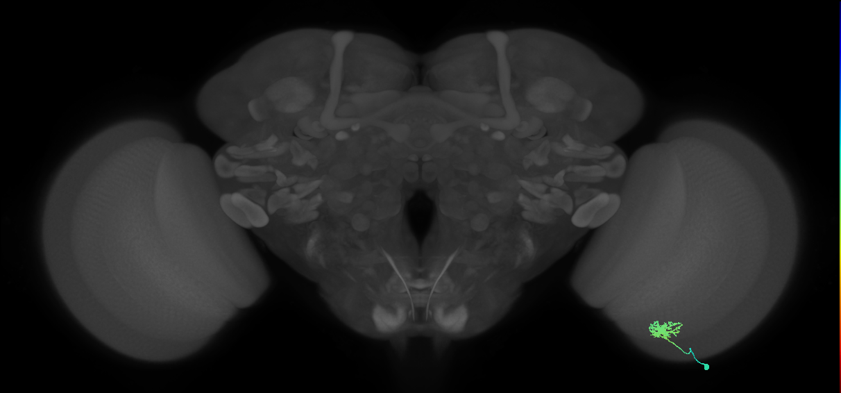 Dm8a_R (MaleCNS:62431)