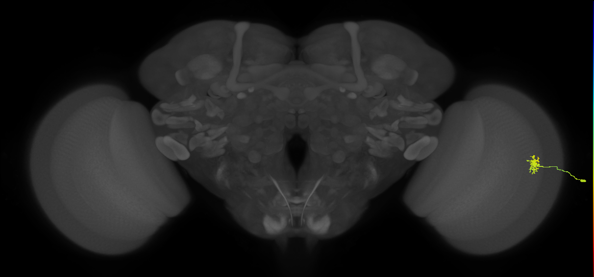 Dm8a_R (MaleCNS:131119)