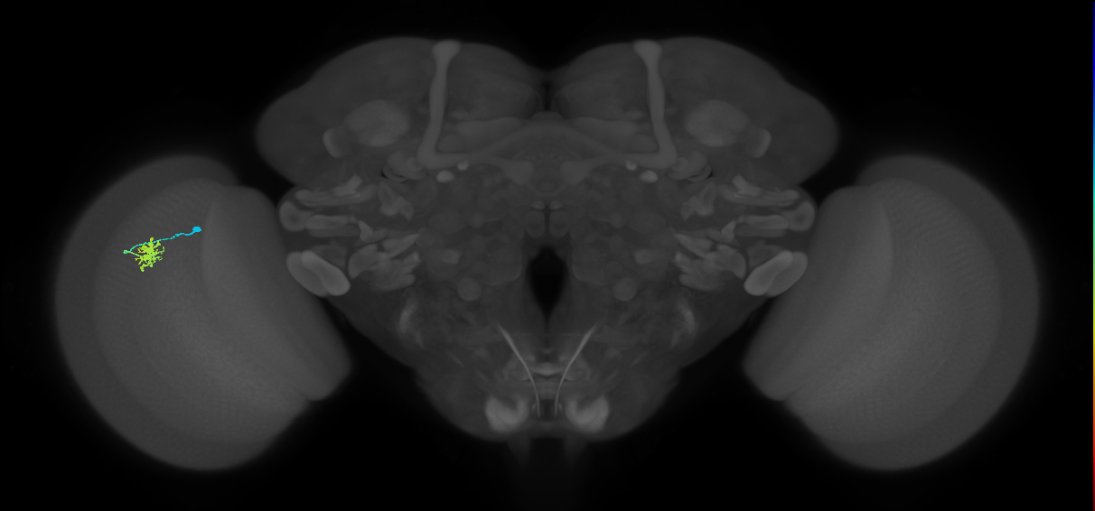 Dm8a_L (MaleCNS:139755)