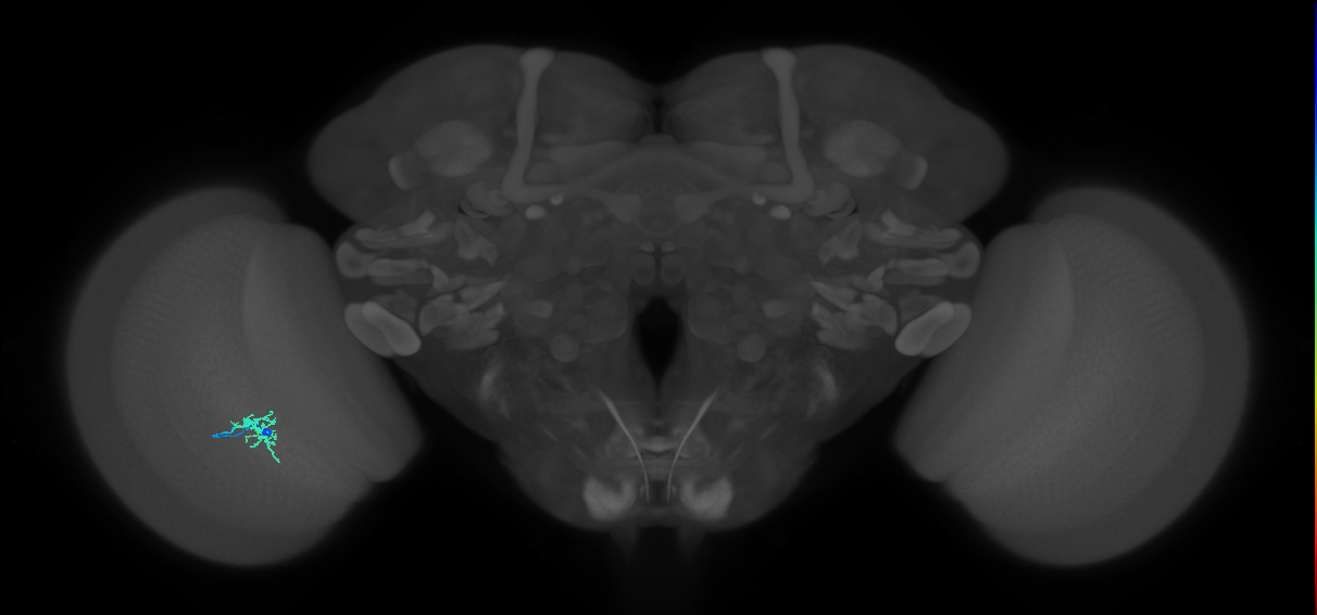 Dm8a_L (MaleCNS:525040)