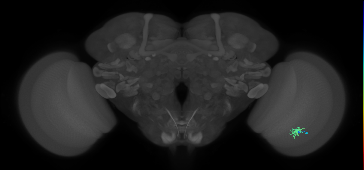 Dm8a_R (MaleCNS:69665)