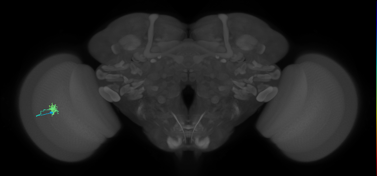 Dm8a_L (MaleCNS:71212)