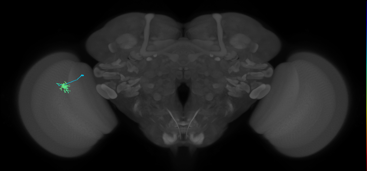 Dm8a_L (MaleCNS:108668)
