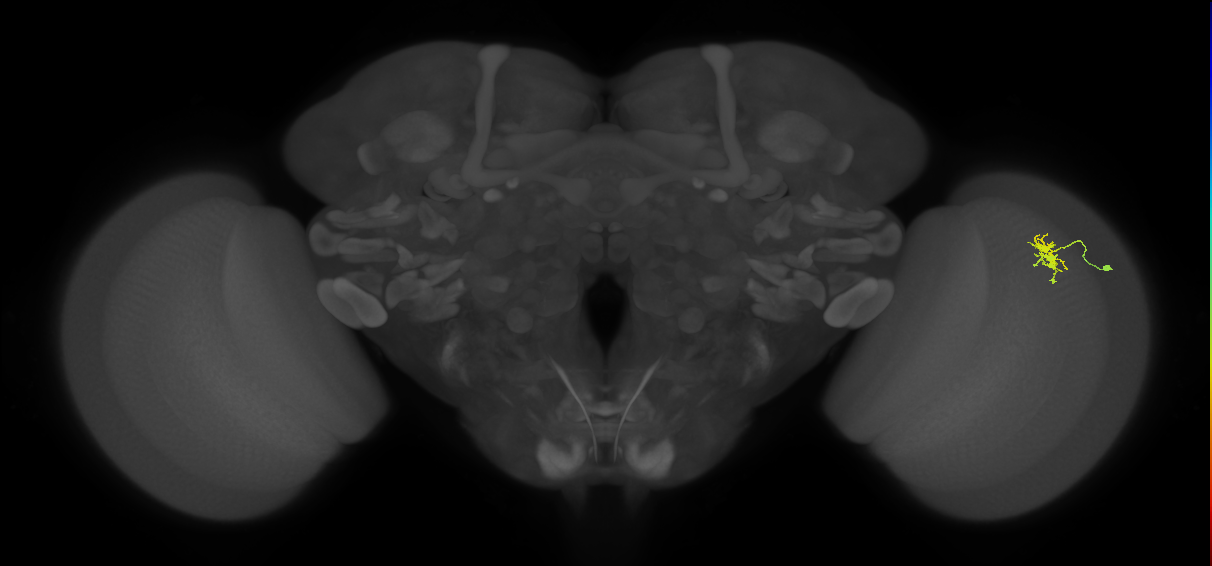 Dm8a_R (MaleCNS:102166)