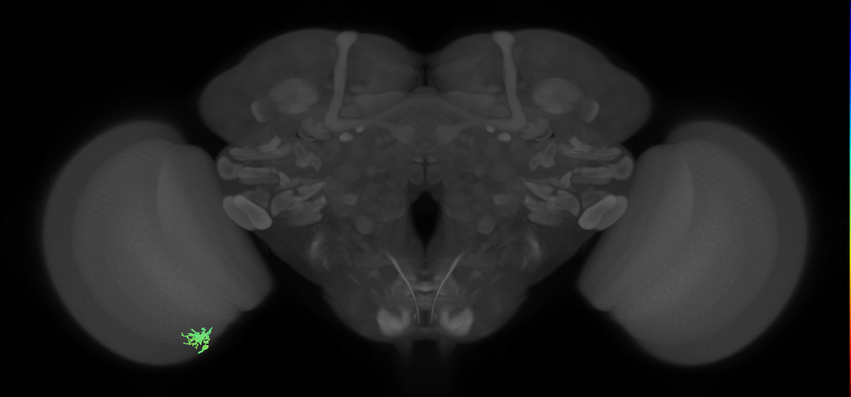Dm8a_L (MaleCNS:82559)
