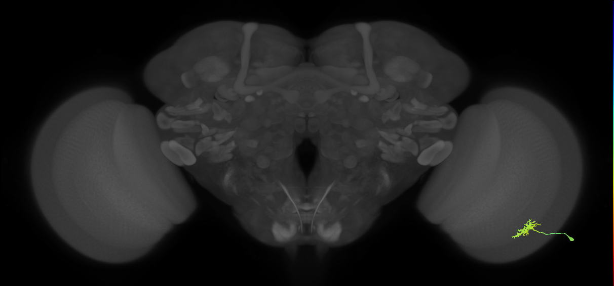 Dm8a_R (MaleCNS:64366)