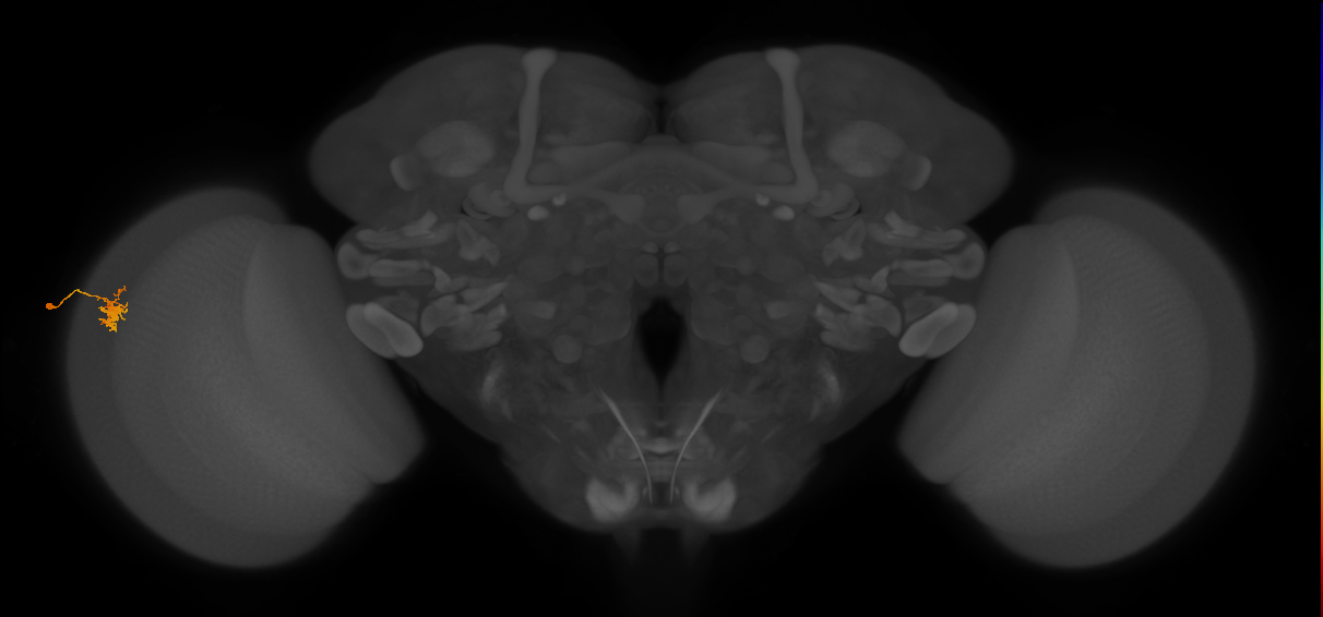 Dm8a_L (MaleCNS:78092)