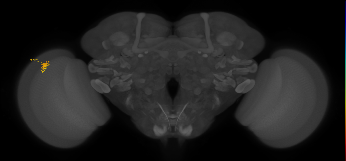 Dm8a_L (MaleCNS:130156)