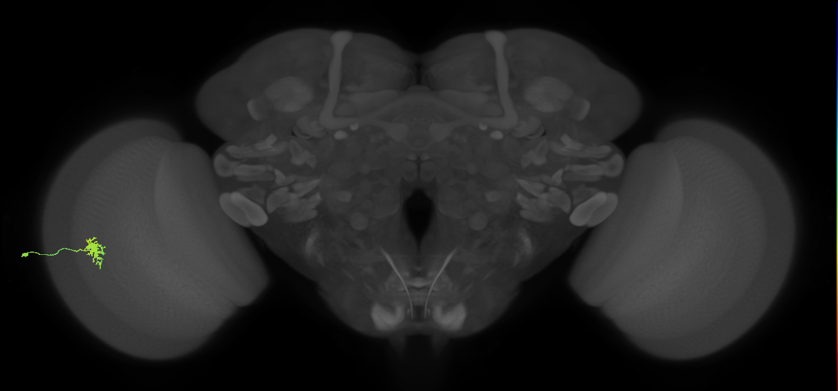 Dm8a_L (MaleCNS:545355)