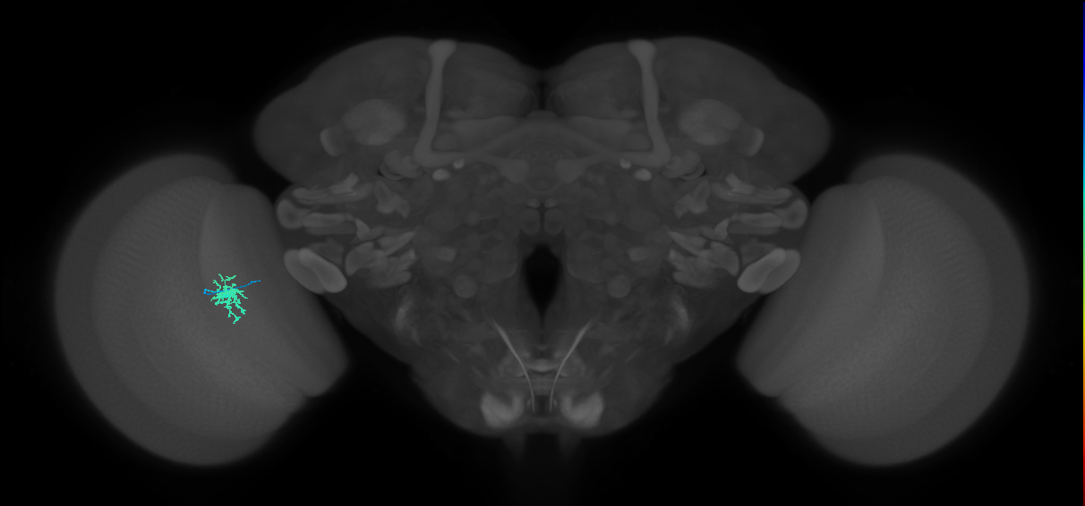 Dm8a_L (MaleCNS:141320)