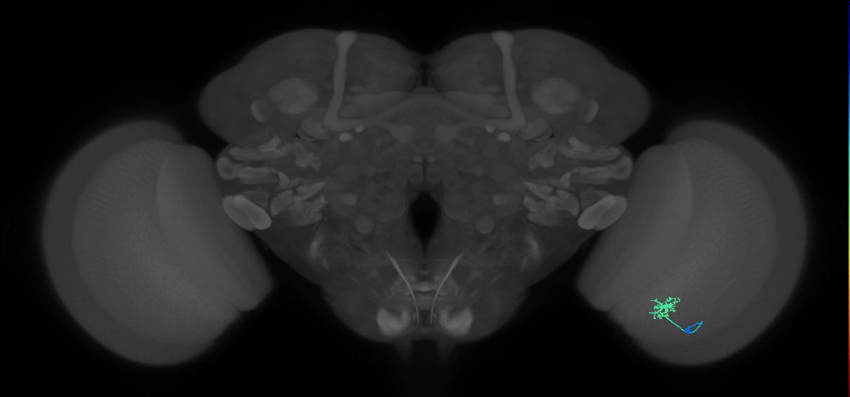 Dm8a_R (MaleCNS:115455)