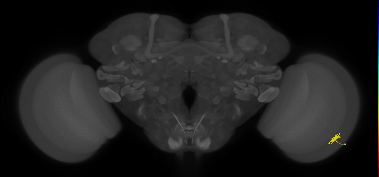 Dm8a_R (MaleCNS:58812)