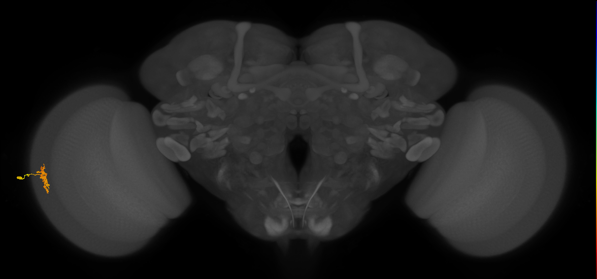 Dm8a_L (MaleCNS:68217)