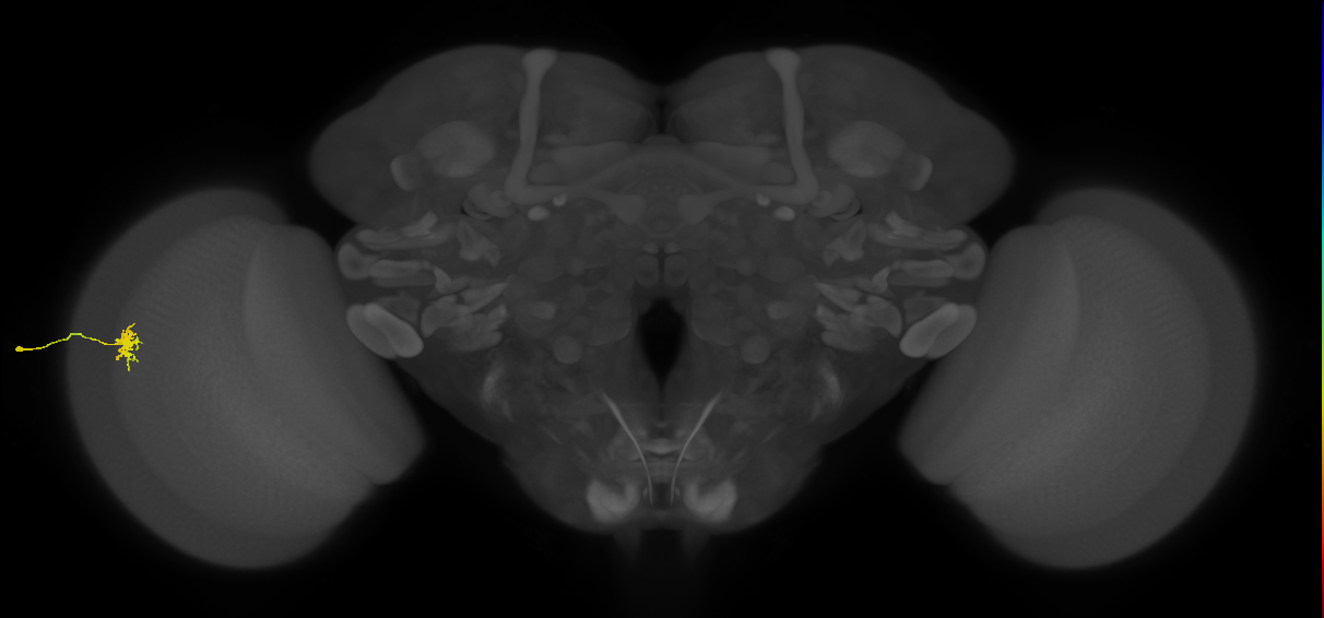 Dm8a_L (MaleCNS:71630)