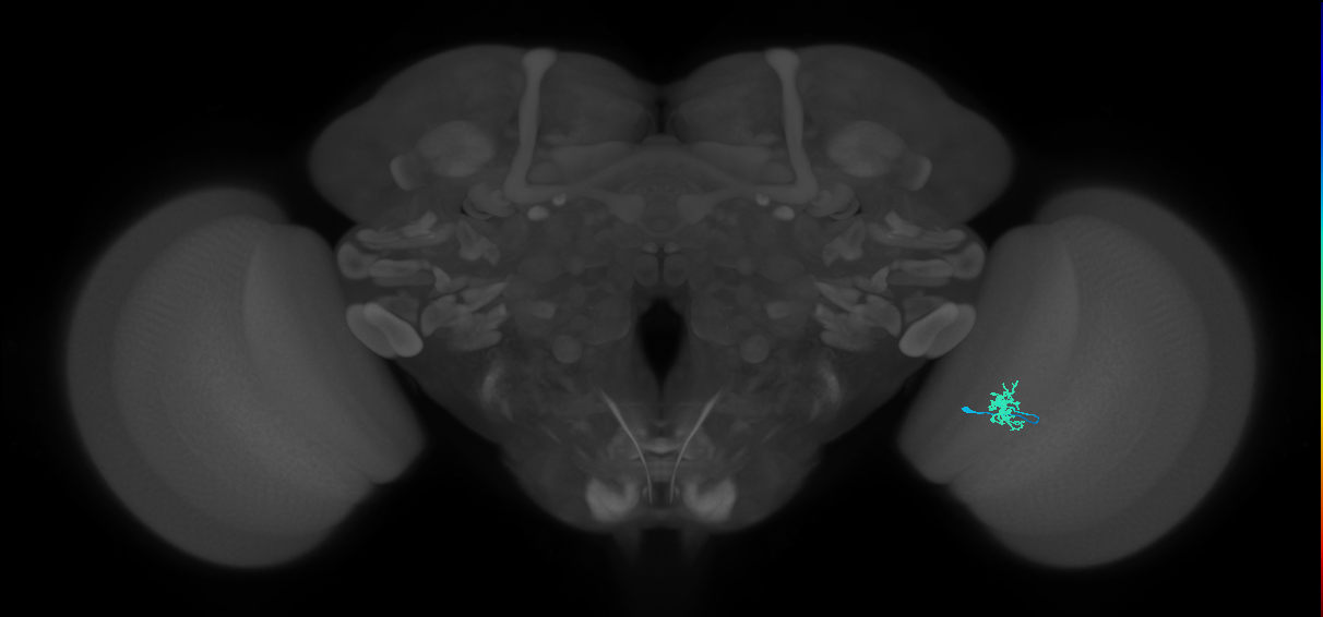 Dm8a_R (MaleCNS:105411)