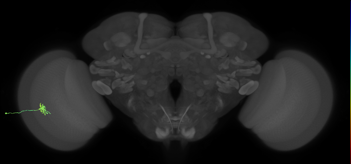 Dm8a_L (MaleCNS:99759)